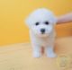 Bichon Frise Puppies for sale in Ocala, FL, USA. price: NA