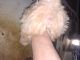 Bichon Frise Puppies for sale in Knotts Island, NC 27950, USA. price: $400