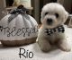 Bichon Frise Puppies for sale in 5 Holmes Ave, Batavia, NY 14020, USA. price: $800