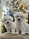 Bichon Frise Puppies for sale in Allen, TX, USA. price: NA