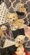 Bichon Frise Puppies for sale in Philadelphia, PA, USA. price: $350