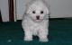 Bichon Frise Puppies for sale in Conroe, TX 77385, USA. price: NA