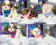 Bichon Frise Puppies for sale in Chicago, IL, USA. price: $1,635