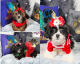Bichon Frise Puppies for sale in Chicago, IL, USA. price: $1,350