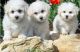 Bichon Frise Puppies for sale in Daytona Beach, FL, USA. price: NA