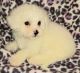 Bichon Frise Puppies for sale in Homewood, IL, USA. price: NA