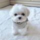 Bichon Frise Puppies for sale in Fayetteville, NC, USA. price: $450