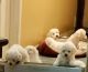 Bichon Frise Puppies for sale in South Holland, IL, USA. price: NA