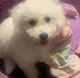 Bichon Frise Puppies for sale in Havelock, NC, USA. price: $1,000