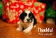 Bichon Frise Puppies for sale in Harrisonburg, VA, USA. price: NA