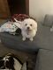 Bichon Frise Puppies for sale in Racine, WI 53405, USA. price: NA