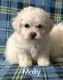 Bichon Frise Puppies for sale in Munfordville, KY 42765, USA. price: $500