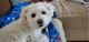 Bichon Frise Puppies for sale in Sellersburg, IN 47172, USA. price: NA