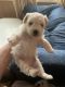 Bichon Frise Puppies for sale in Springfield, NJ, USA. price: $2,000