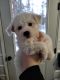 Bichon Frise Puppies for sale in Eureka, MT, USA. price: $1,500