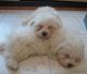 Bichon Frise Puppies for sale in Milwaukee, WI, USA. price: $750