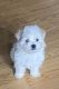 Bichon Frise Puppies for sale in Stockton, CA, USA. price: $1,000