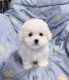 Bichon Frise Puppies for sale in Birmingham, AL, USA. price: $400