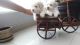 Bichon Frise Puppies for sale in Gilbert, AZ, USA. price: NA