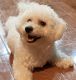 Bichon Frise Puppies for sale in Waldorf, MD, USA. price: $800