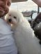 Bichon Frise Puppies for sale in Chattanooga, TN, USA. price: $5,000