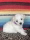 Bichon Frise Puppies for sale in Tahoka, TX 79373, USA. price: NA