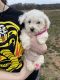 Bichon Frise Puppies for sale in Cleveland, GA 30528, USA. price: NA