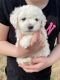 Bichon Frise Puppies for sale in Cave City, KY 42127, USA. price: $1,000