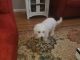 Bichon Frise Puppies for sale in Murphy, NC 28906, USA. price: NA