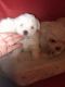 Bichon Frise Puppies for sale in Alafaya, FL 32825, USA. price: $1,200
