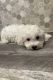 Bichon Frise Puppies for sale in Greenville, SC, USA. price: $400