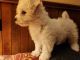 Bichon Frise Puppies for sale in Edmond, OK, USA. price: $1,050