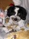 Bichon Frise Puppies for sale in Port St. Lucie, FL, USA. price: $750