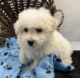 Bichon Frise Puppies for sale in Illinois Medical District, Chicago, IL, USA. price: $700