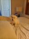 Bichon Frise Puppies for sale in Brooklyn, NY, USA. price: $1,950