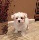 Bichon Frise Puppies for sale in 10118 Avenue J, Brooklyn, NY 11236, USA. price: $760