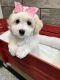 Bichon Frise Puppies for sale in Richmond, IL 60071, USA. price: $1,650