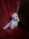 Bichon Frise Puppies for sale in Saginaw, TX 76131, USA. price: $2,000