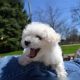 Bichon Frise Puppies for sale in Los Angeles, CA, USA. price: $950