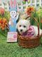 Bichon Frise Puppies for sale in Spindale, NC, USA. price: NA