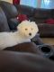 Bichon Frise Puppies for sale in Akron, OH, USA. price: $500