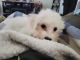 Bichon Frise Puppies for sale in Hayden, ID, USA. price: $1,500