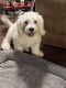Bichon Frise Puppies for sale in Charlotte, NC, USA. price: NA