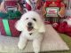 Bichon Frise Puppies for sale in Lewisville, TX, USA. price: $800
