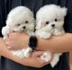 Bichon Frise Puppies for sale in Toronto, ON, Canada. price: $500