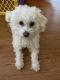 Bichon Frise Puppies for sale in Brooklyn, NY, USA. price: $1,200