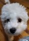 Bichon Frise Puppies for sale in Hamilton County, IN, USA. price: NA