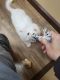 Bichon Frise Puppies for sale in Hamilton County, IN, USA. price: $1,100