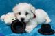 Bichon Frise Puppies for sale in Columbia, IL 62236, USA. price: NA