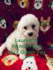 Bichon Frise Puppies for sale in Bay St Louis, MS, USA. price: NA